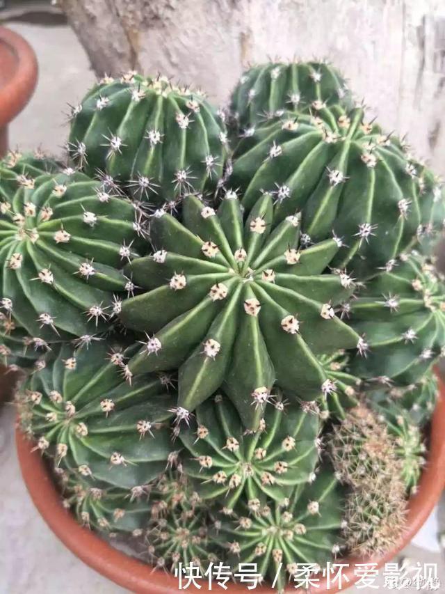 这10种耐旱花,2个月不浇水,叶子反而绿油油