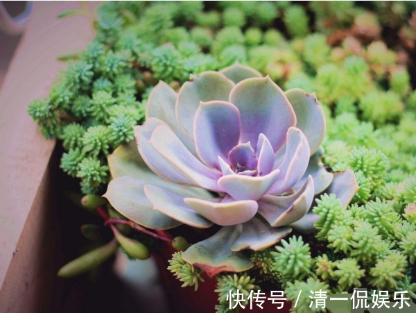 喜欢养护菊花,不如养护一盆多肉紫珍珠,造型独特颜色靓丽