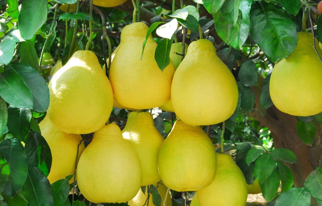 医学界|感冒老不好，可常吃此果，治感冒，去色斑，减少中风，不妨试试