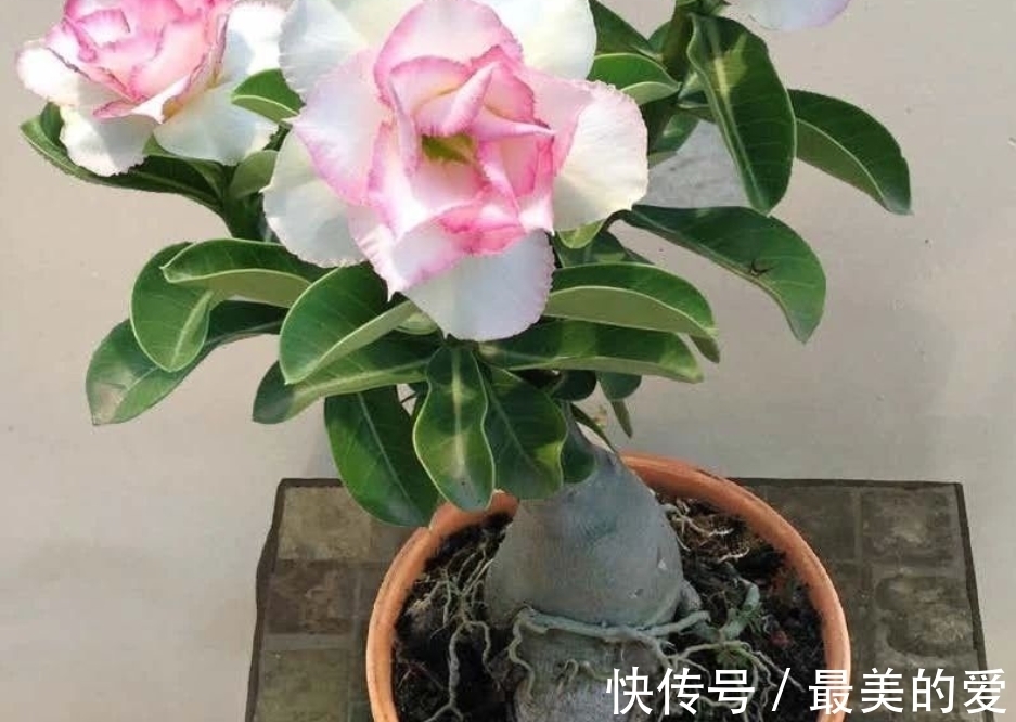 刘叔天冷沉迷养沙漠玫瑰,经常一两个月不浇水,却一点事都没有