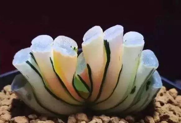 拿它一捂，长寿蟹爪兰嗖嗖冒花苞，多肉呼呼胖三圈