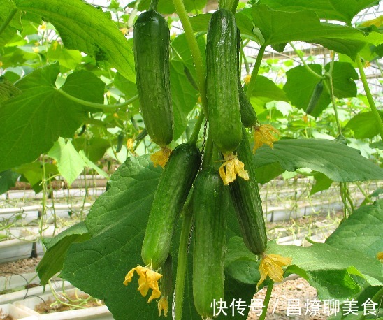 小技巧|买黄瓜时，直的好还是弯的好教你3个小技巧，黄瓜鲜嫩又好吃！