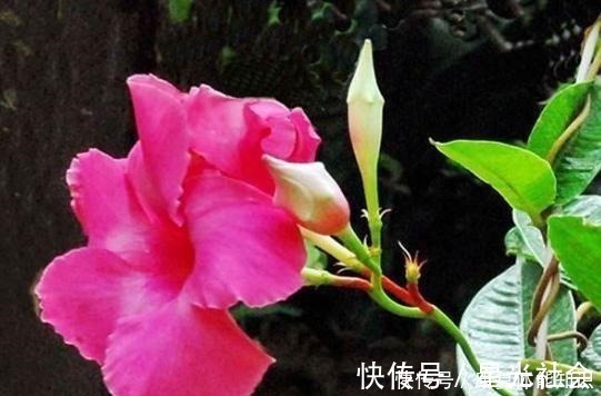 盆栽|一种小花太神奇，一对叶子6朵花，养一棵开一片，室内室外都能养！