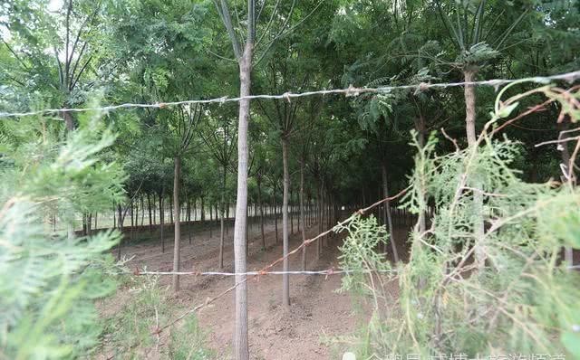 航拍|航拍三原唐敬宗李湛庄陵:所有翁仲都无头,枪毙俩人至今未破案