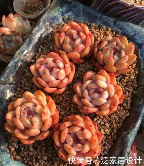 养护|夏天养多肉,3个要点别忽视,不然徒长难度夏,新手要谨记