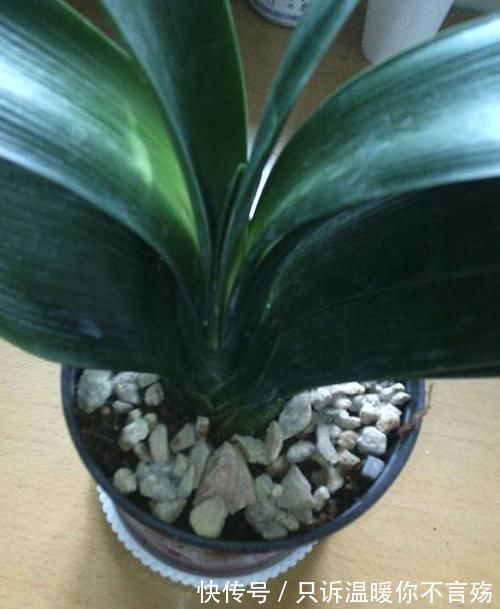 养花技巧:根都烂完了的君子兰,我捡回家,半年后开花了!