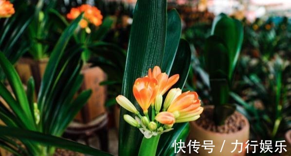 饼肥|提高君子兰开花率的4种“宝贝”,第一种免费,第四种自己能制作