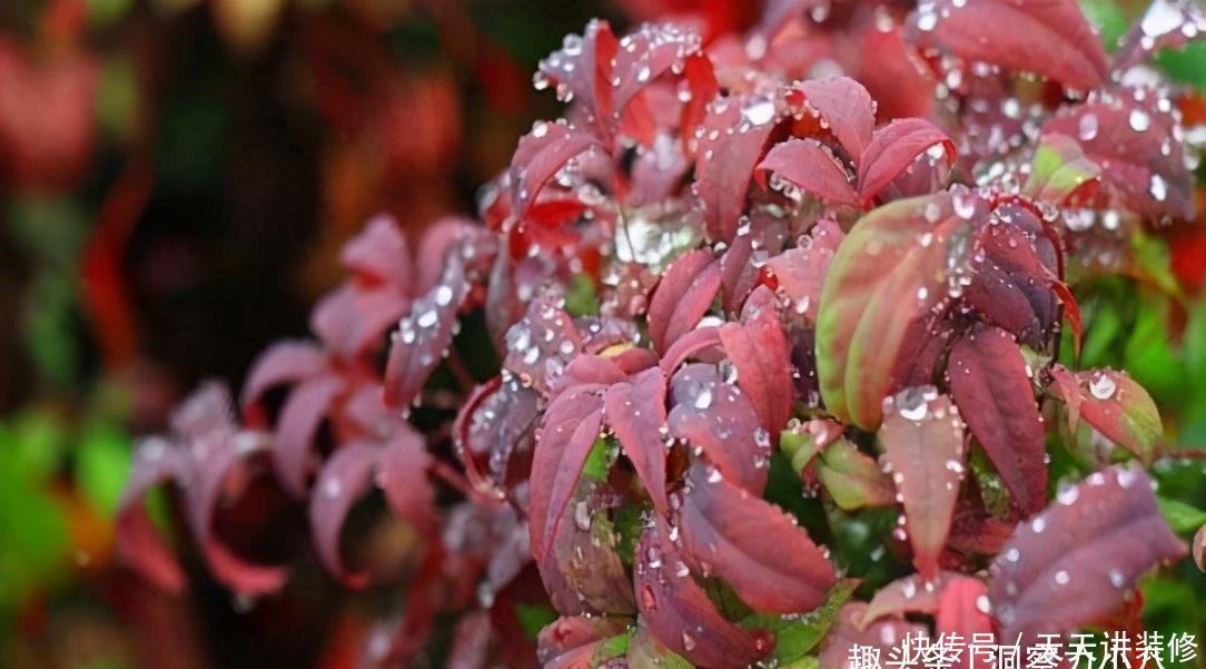 火焰南天竹不难养,掌握“三习性”,叶片红似火,结出玛瑙小红果