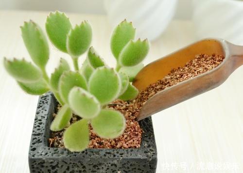 这种养花好料知道的人很少,土里加一点透气又保温,扦插时也有用