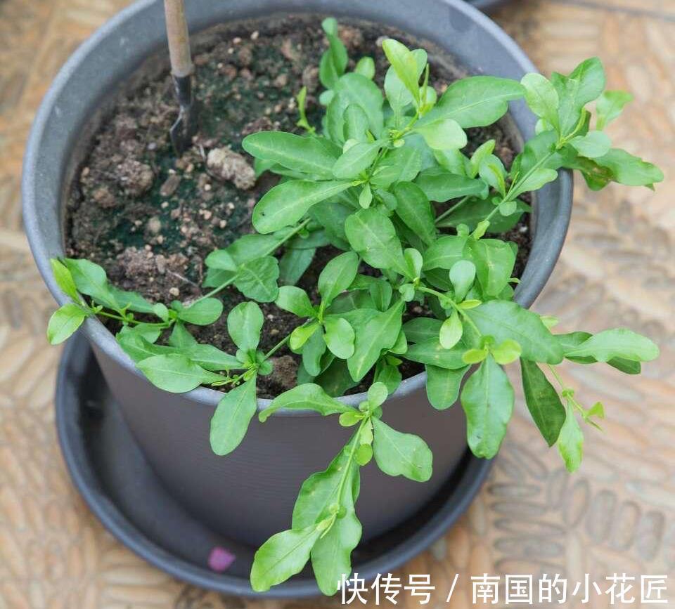 清新|夏天的蓝雪花,多做两步骤,不停开花,开花量大清新美丽