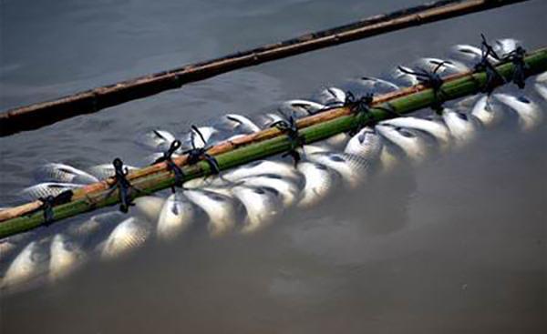 教你一种能让鱼离水活五天不死,并且不用水电、冰箱的法子