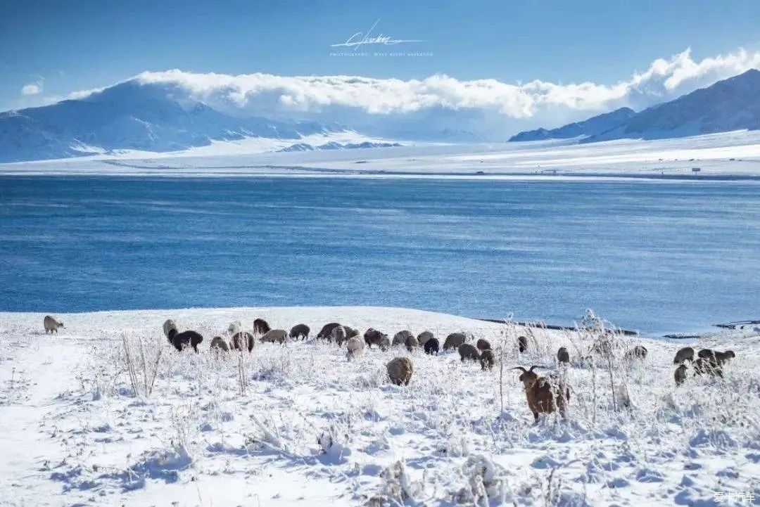 不到过新疆，永远不知道雪有多大。