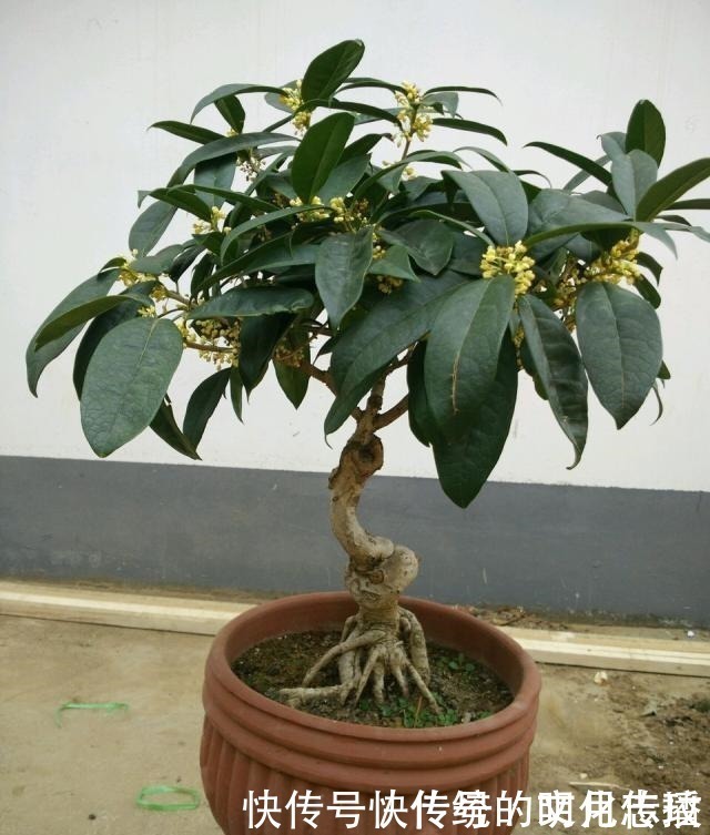 桂花|此花能当“传家宝”,一样就是几十年,老桩粗、叶子密!
