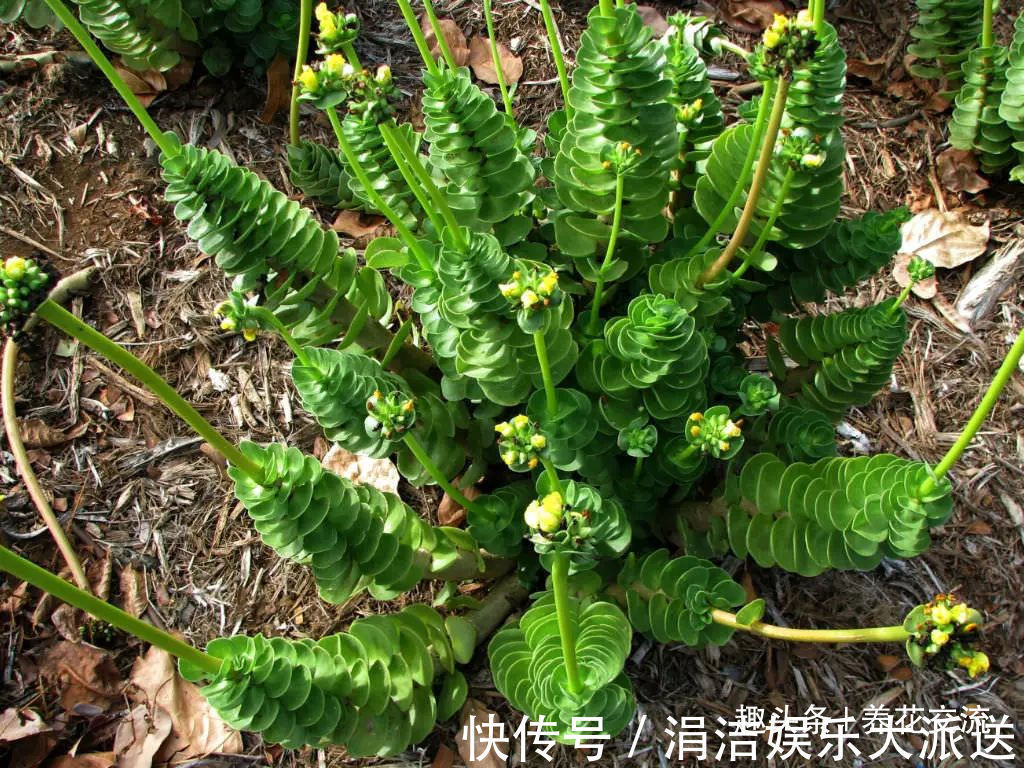 叶片|很多人都以为金钱木是多肉植物，其实它是一种草本观叶植物