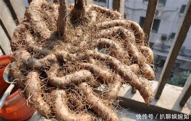 吃剩的山药头别丢,埋到阳台花盆里,观叶又能吃豆