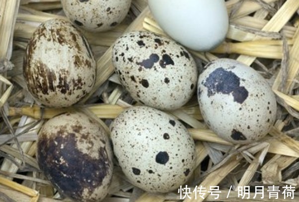 控制体重|女性夏天常吃这菜，2块钱买一大把，控制体重，还能够润肠通便