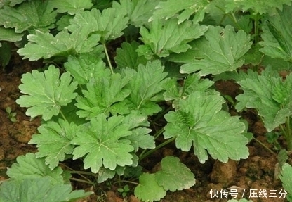 干净|十个人九个炎症,常用此物泡水,活血调经,子宫越来越干净