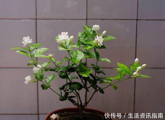 茉莉修剪小技巧,学会这3招,新芽冒不停!