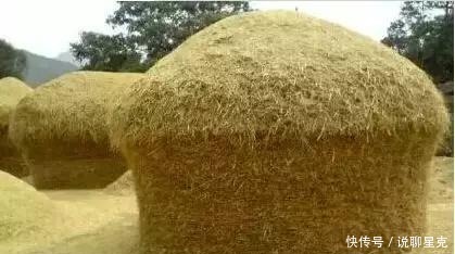 满满的|二十多年前收麦子的老照片,满满的丰收喜悦