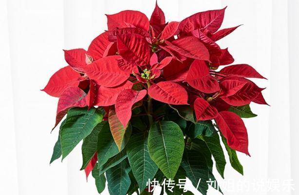 这几种花就怕冷,10度以下就要搬进室内,不然容易发蔫出问题