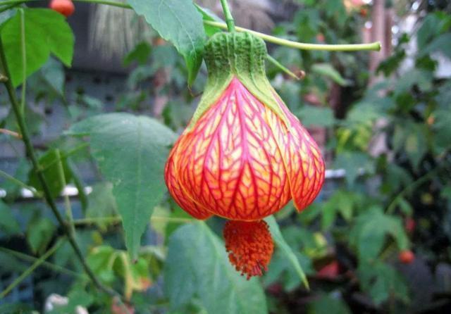 养花试试此几款,花朵小巧玲珑,幽香暗淡,花型圆滚惹人爱