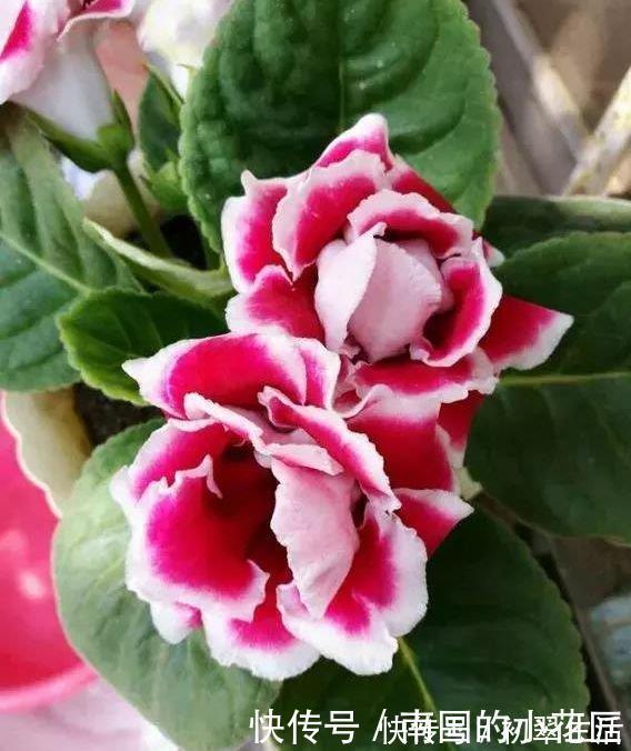 漂亮|5种花美的出奇,开花爆盆很简单,满树都是花朵,漂亮极了