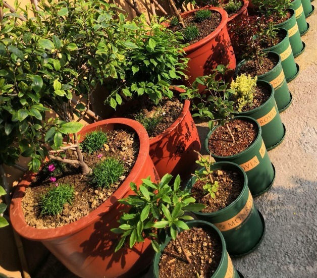 “一等养花肥”从不需花钱买，亲自动手制作，效果好还不烧苗