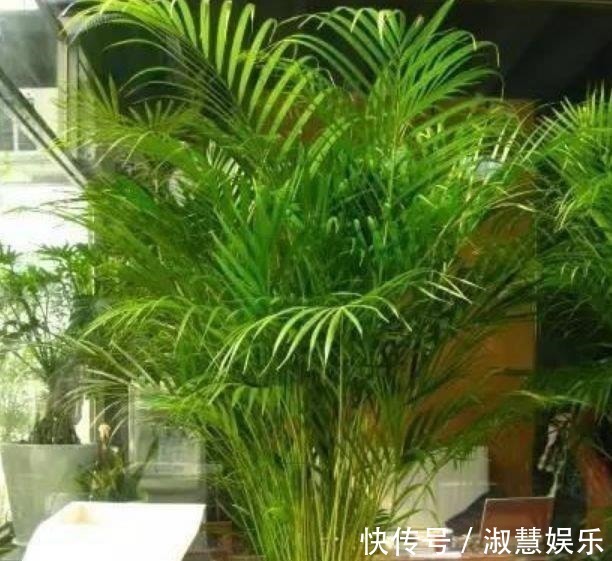 夏天家里养此款花,人养花,花也养人,空气清香去异味,漂亮好养