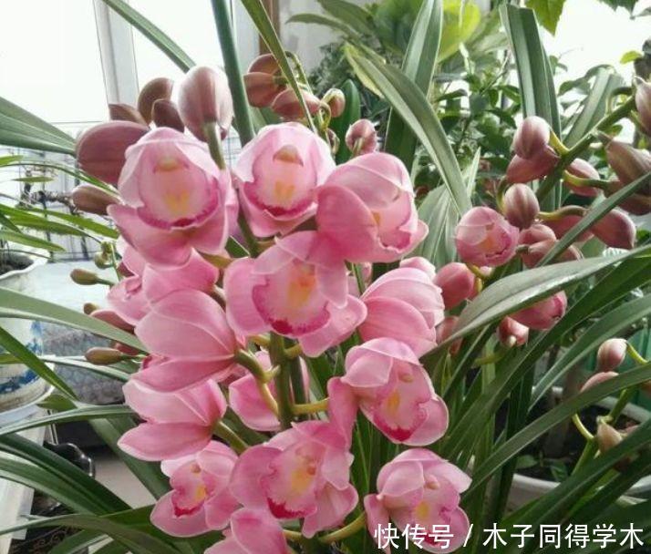 4种花超美的，四季繁花似锦，养在家里美得让人毫无抵抗力