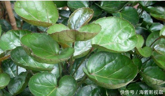 此种花叶子圆圆，在家养几盆，寓意幸福团圆，漂亮好养！