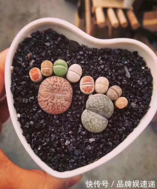 多肉拼盘玩一次就上瘾，这些创意拼法，你一定喜欢