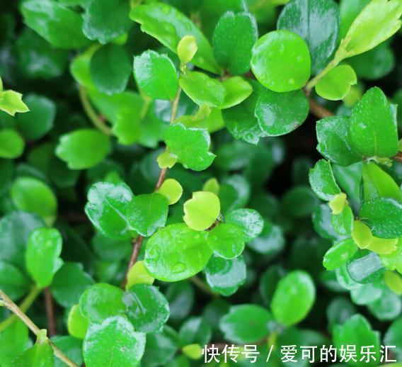 这三种植物最好养，叶片多而密，观赏性极佳