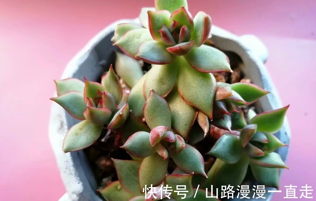 6种多肉养护用点小技巧,一年就会爆出很多头,长成手捧花超美