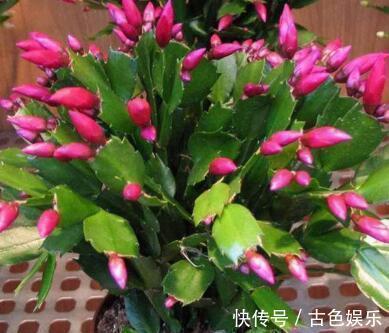 浇灌|他养蟹爪兰,浇灌2种“肥水”,嗖嗖冒出“钢锯叶”,满盆开花