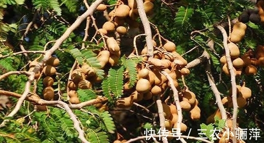 农村|农村树上生长的一种野果,刚开始以为是花生,其实比花生营养更高