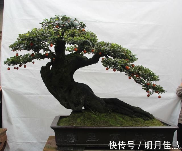 蜂窝|找到了一株金弹子盆景生桩头，可以使用纯的蜂窝煤球来发根吗