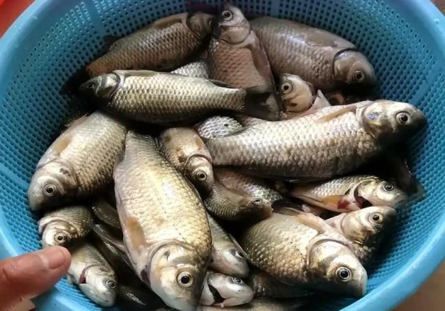 野钓千万别着急下竿,先做好这几个步骤,才能保证渔获告别空军