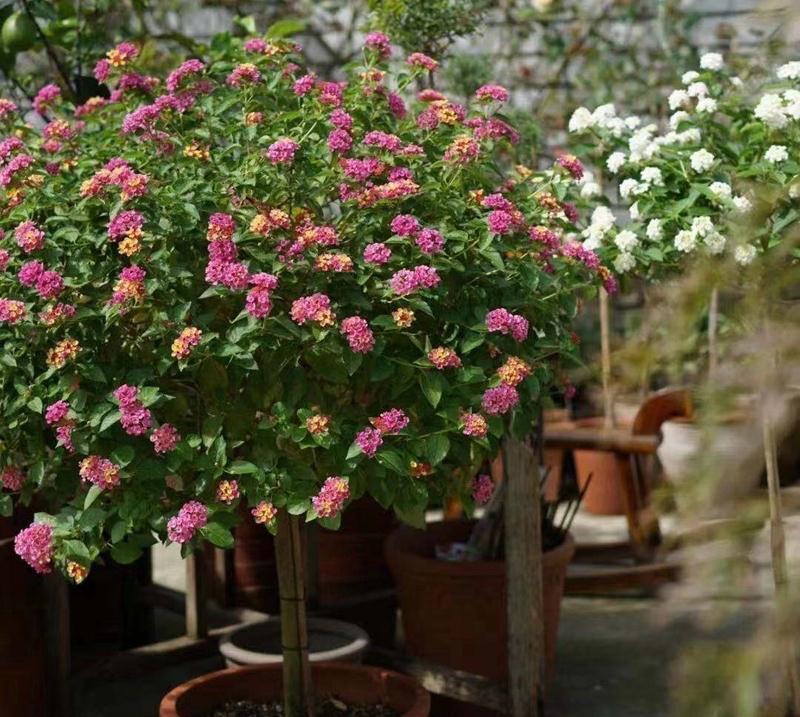 花量|可养成“棒棒糖”的三种花，花期长花朵多造型美，养眼大气不平庸