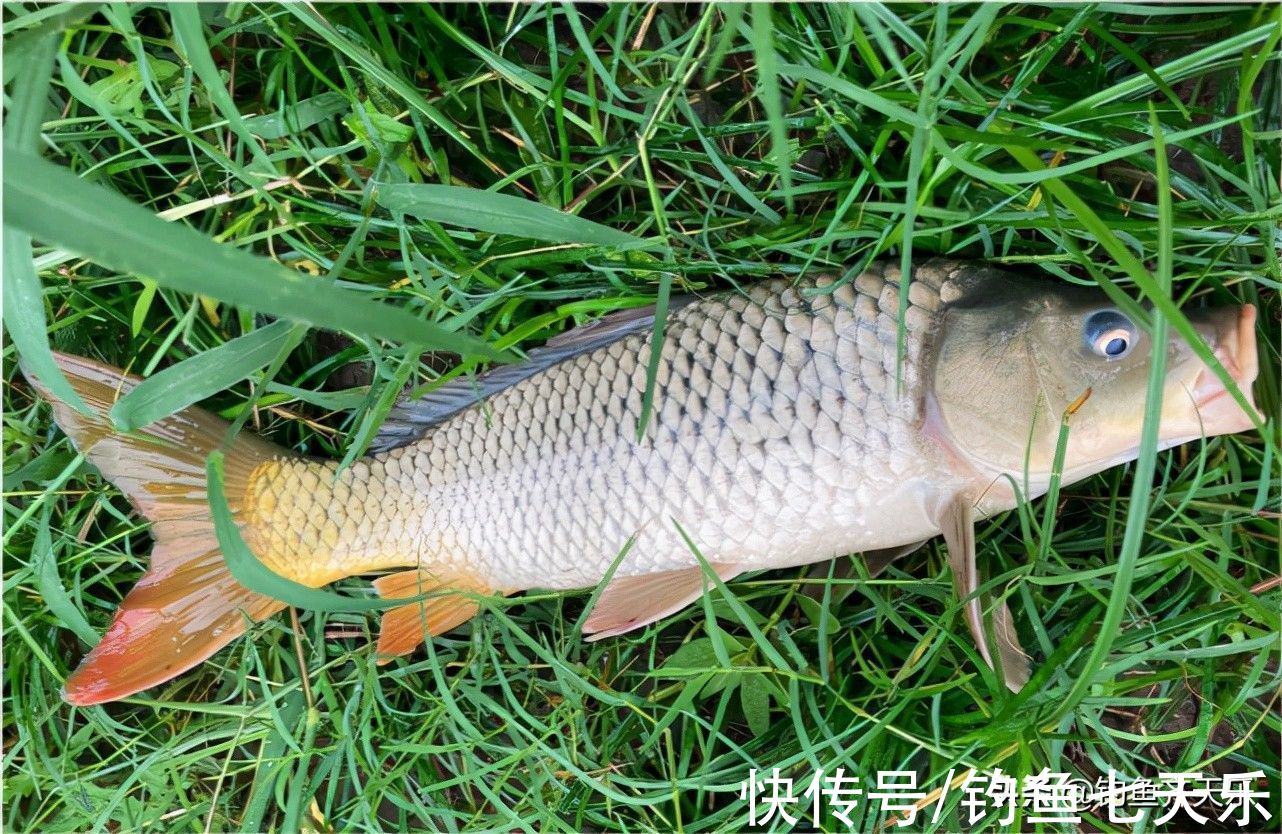 重庆|重庆垂钓规范出台，多种鱼不能再钓！网友：钓鱼前请带好尺子和秤