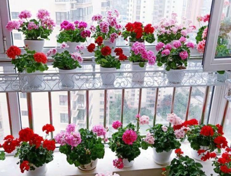 4种花很好养,沾土就活,随便养都开花不断,开花一簇簇!