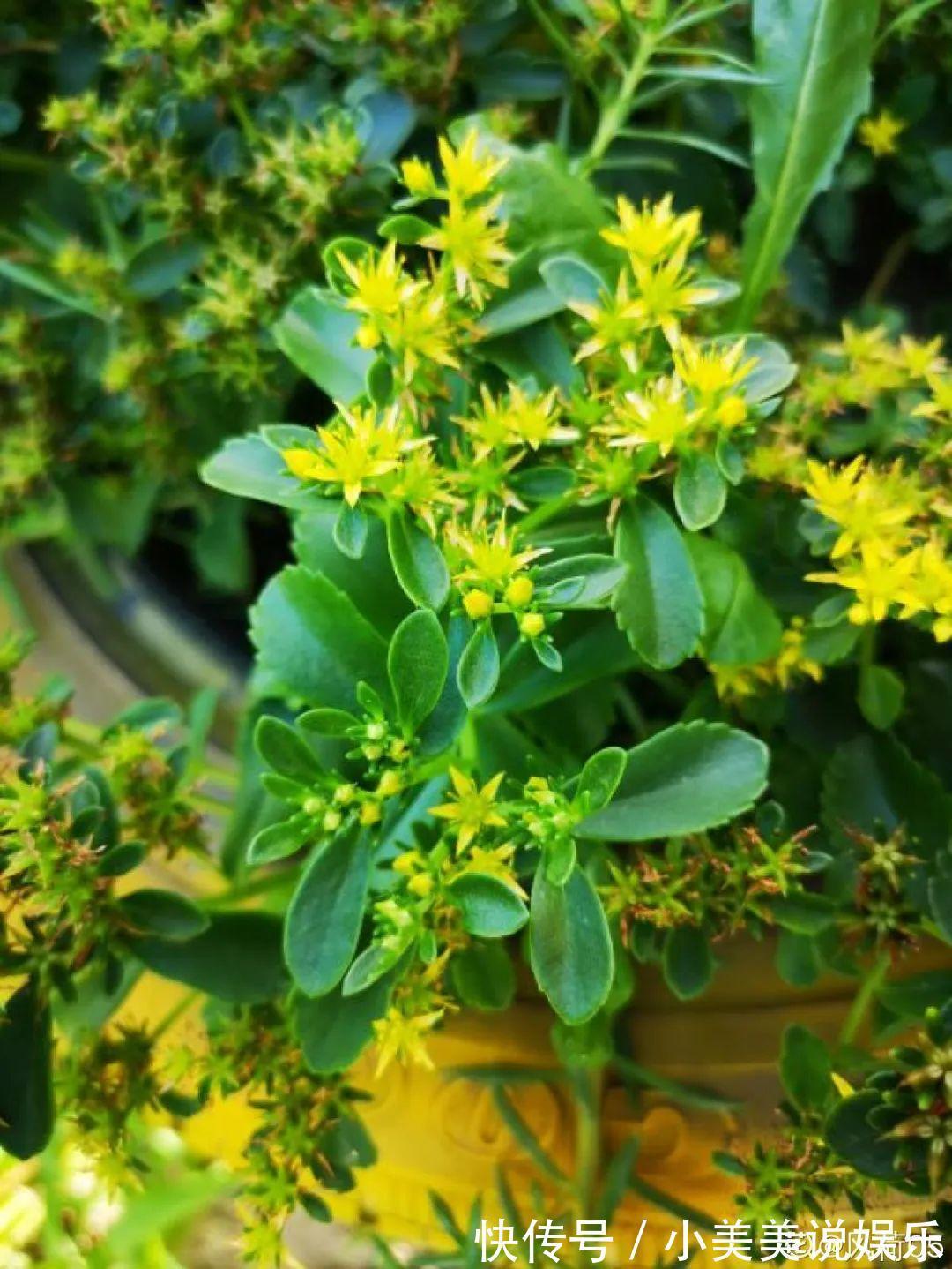 长春花|7种花最干净,门口、窗台放一盆,蚊虫不敢靠近!