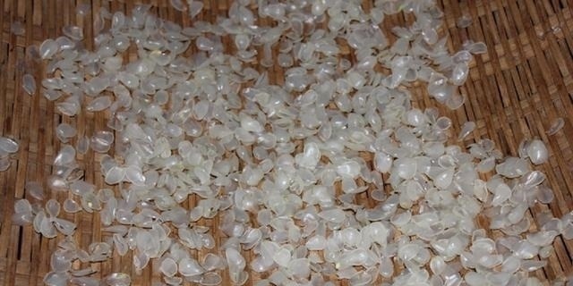 皂角米|深山大树爬满“小蛇”，农民冒险上去捕捉，因内含宝石营养价值高