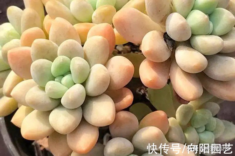 10种多肉最怕水，水多了就“烂根”，养多肉千万不能“手勤”