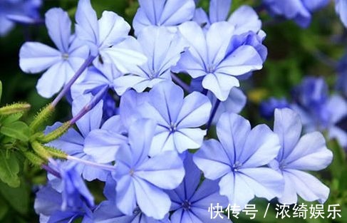 喜欢菊花,不如养盆“高档玫瑰”蓝色妖姬,花中新贵,妖艳迷人!