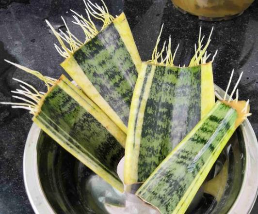 2种“花”，卧室养2盆，“病菌”都远离，关键好养，浇水就能长