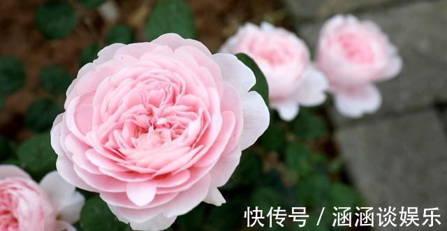 浇水|月季花期管理方法大揭秘，三个重点缺一不可