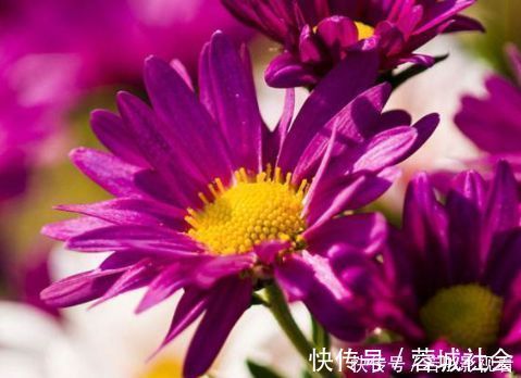 阳台上|5种花是花中劳模，一年四季开花不断，繁花似锦，开花娇艳