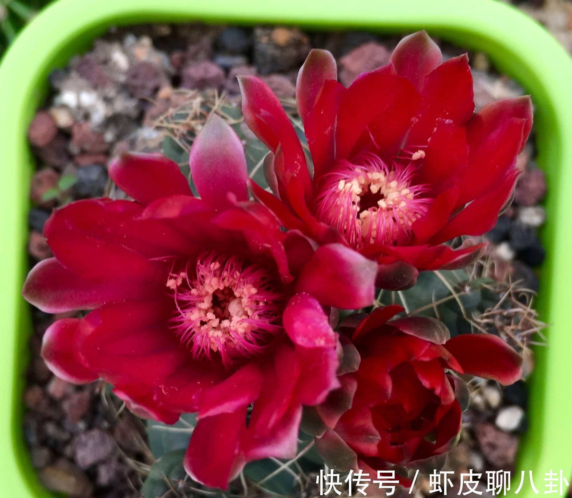 养仙人球就养一棵“绯花玉”,花瓣大、很美很好养、不止开一茬