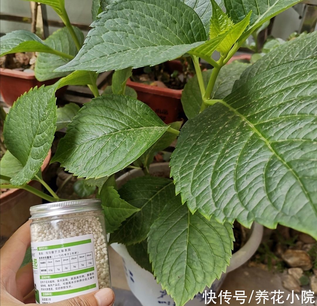 开花类|家庭养花,准备3种肥就够用,养什么花都旺