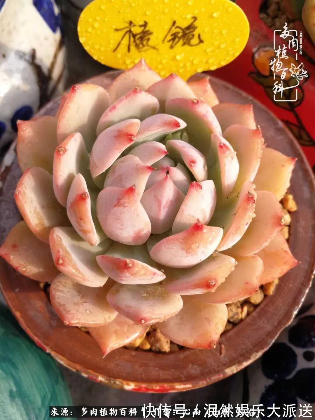 蚧壳虫|为肉痴狂!多肉植物也会用最美的容颜报答我们的勤劳付出!